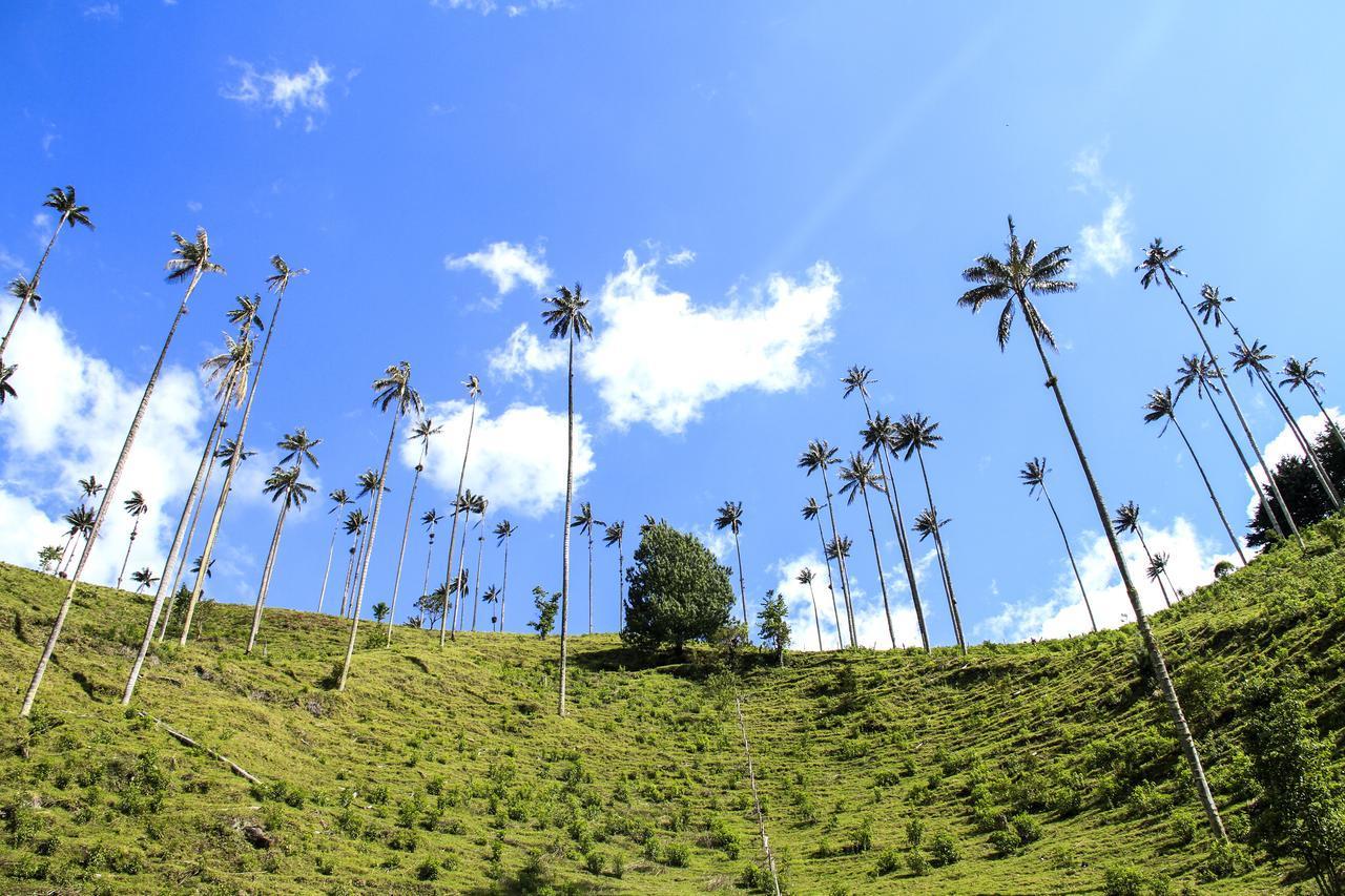 Palmas De Cocora Guest House Salento Exterior photo